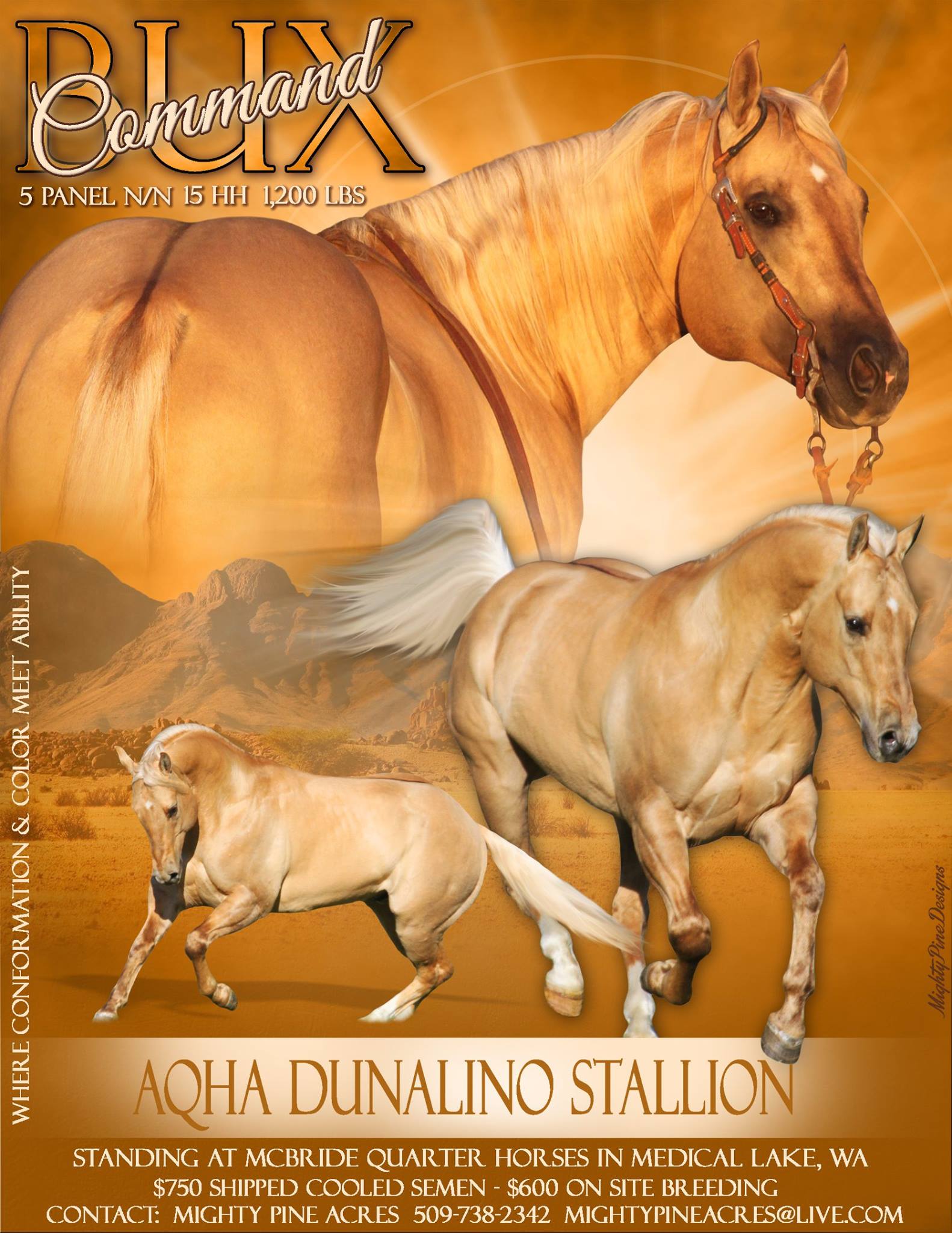 Command Bux - Dunalino Stallion